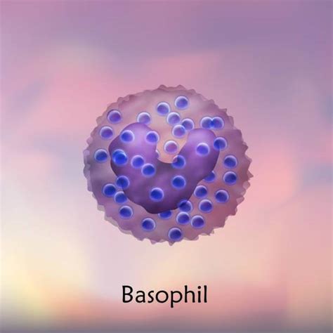 kanda bazofil nedir